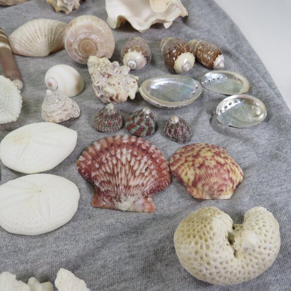 REAL Sea Shells & thick glass square vase 5" tall & wide OVER 4 POUNDS - Picture 6 of 16